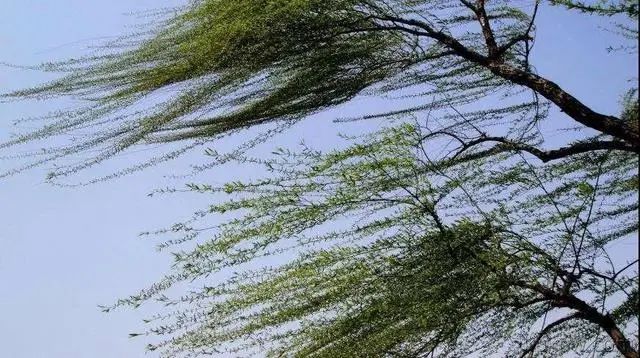 大风天气来袭潍坊人注意