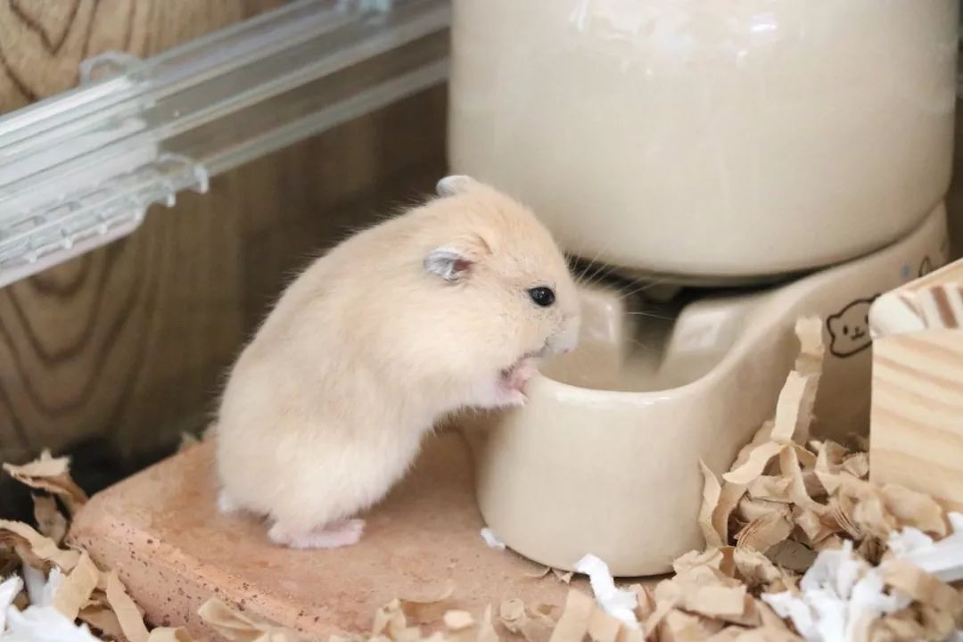 这只蠢萌的仓鼠火了又圆又胖可爱到爆炸