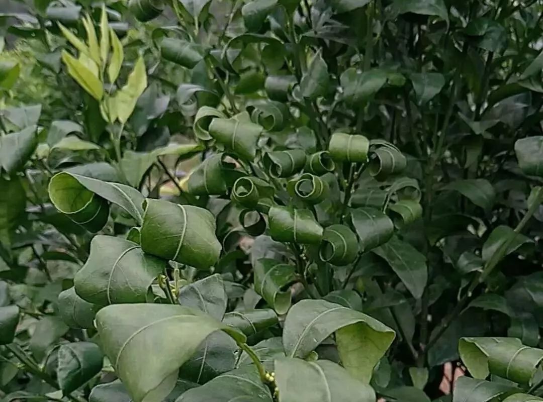 柑橘叶片反卷是个什么情况?原因五花八门,对症下药很关键!