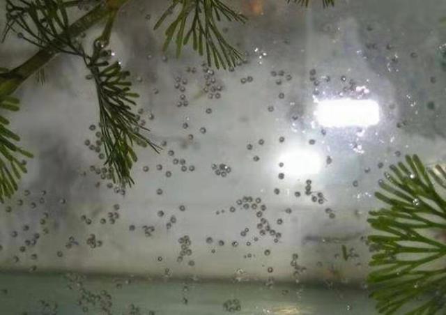 所有斗鱼的习性和繁殖方法,几乎相同,不是难在繁殖而是小鱼喂养