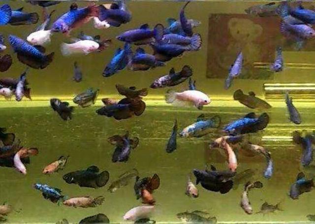 所有斗鱼的习性和繁殖方法 几乎相同 不是难在繁殖而是小鱼喂养 斗鱼 新浪新闻