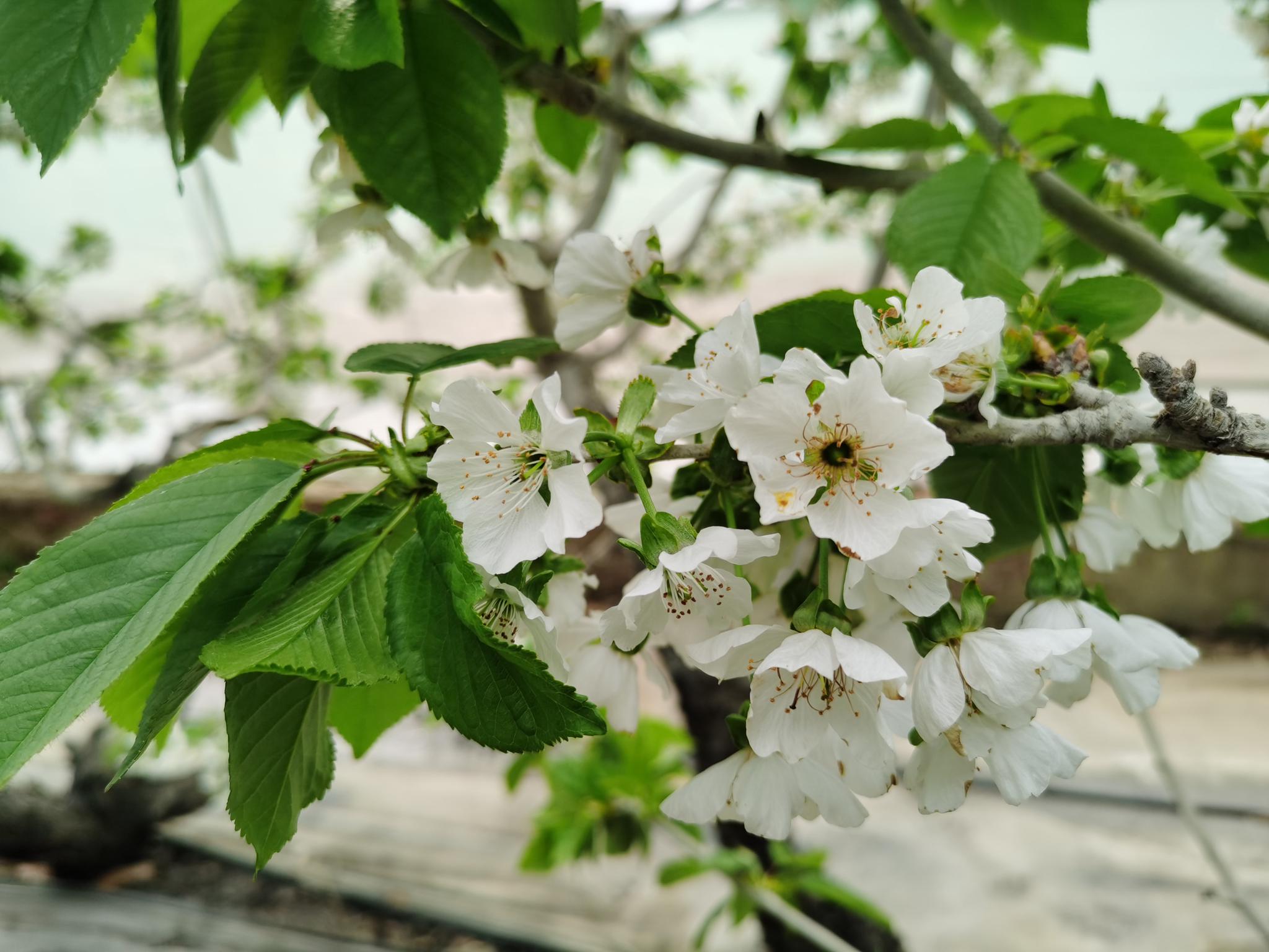 樱桃树开花,如雪绽放.新京报记者 王颖 摄