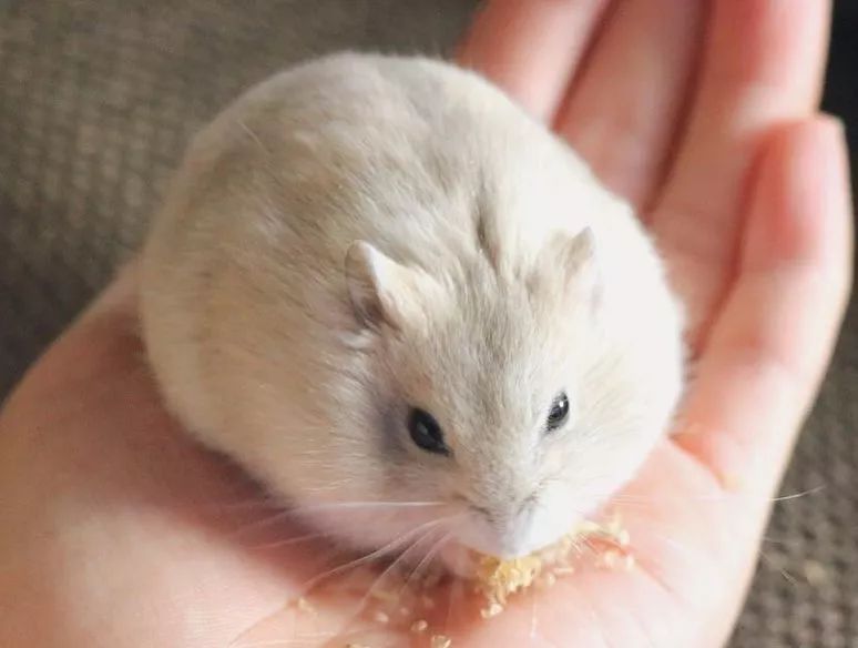 这只蠢萌的仓鼠火了又圆又胖可爱到爆炸