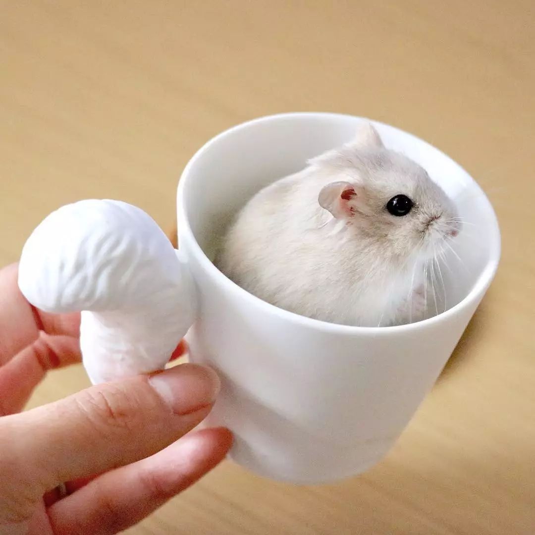 这只蠢萌的仓鼠火了又圆又胖可爱到爆炸