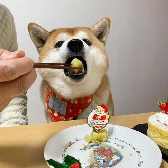 喂你吃东西既视感!狗子太可爱了!吃相很优!