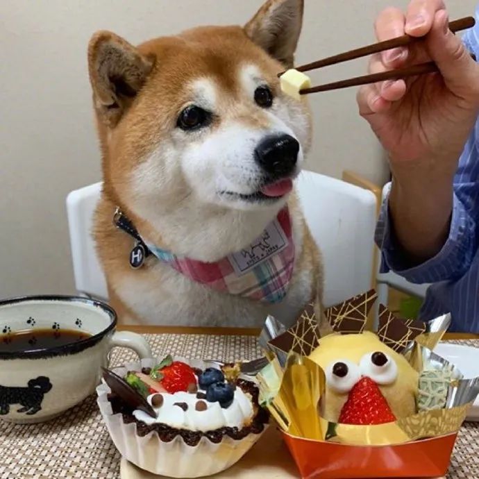 喂你吃东西既视感!狗子太可爱了!吃相很优!