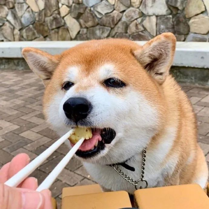 喂你吃东西既视感!狗子太可爱了!吃相很优!