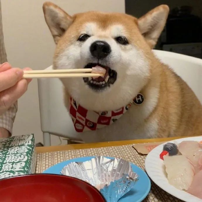 喂你吃东西既视感!狗子太可爱了!吃相很优!