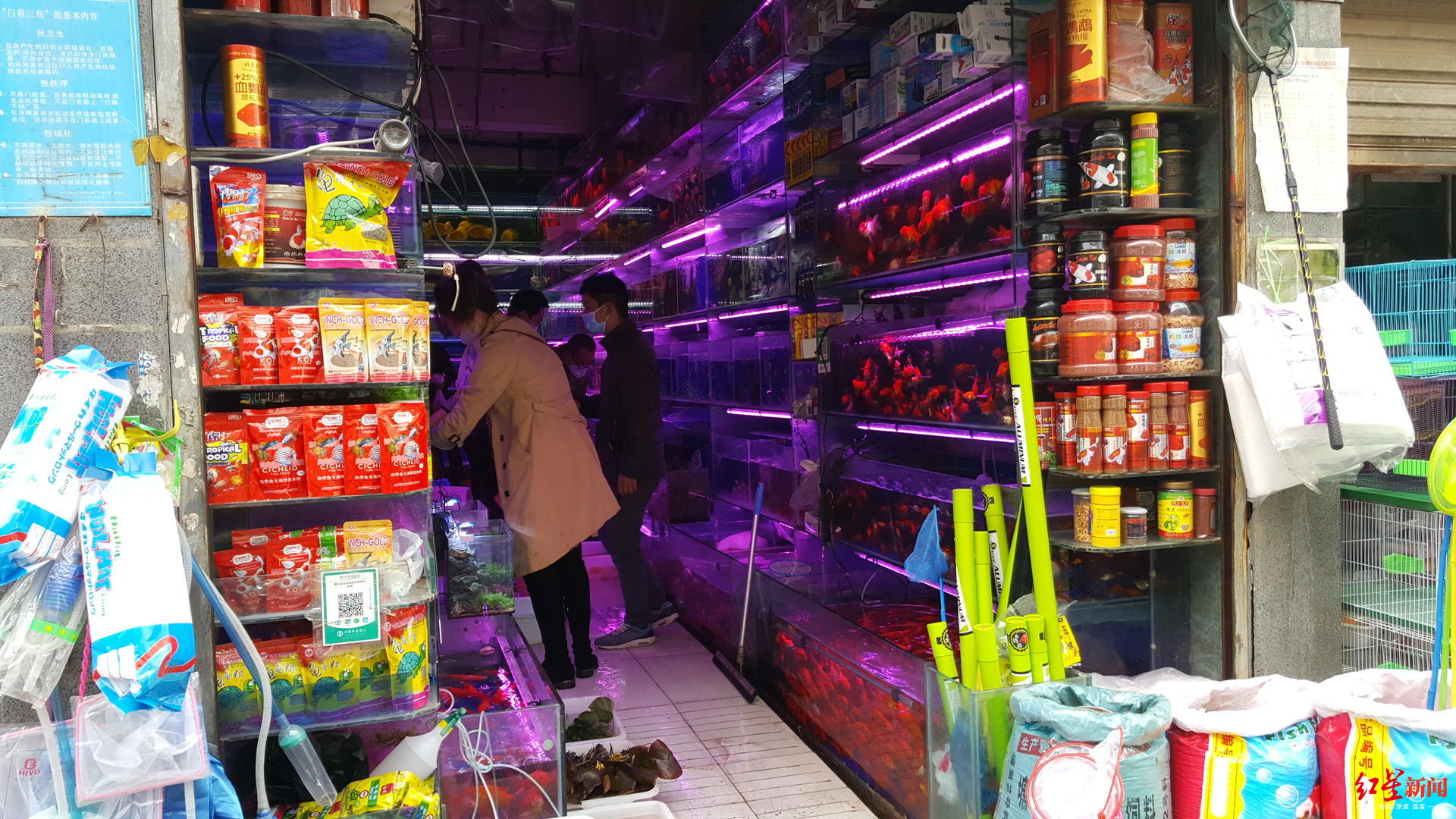 成都青石桥花鸟市场"归来":鱼龟花易购,猫狗鸟难寻