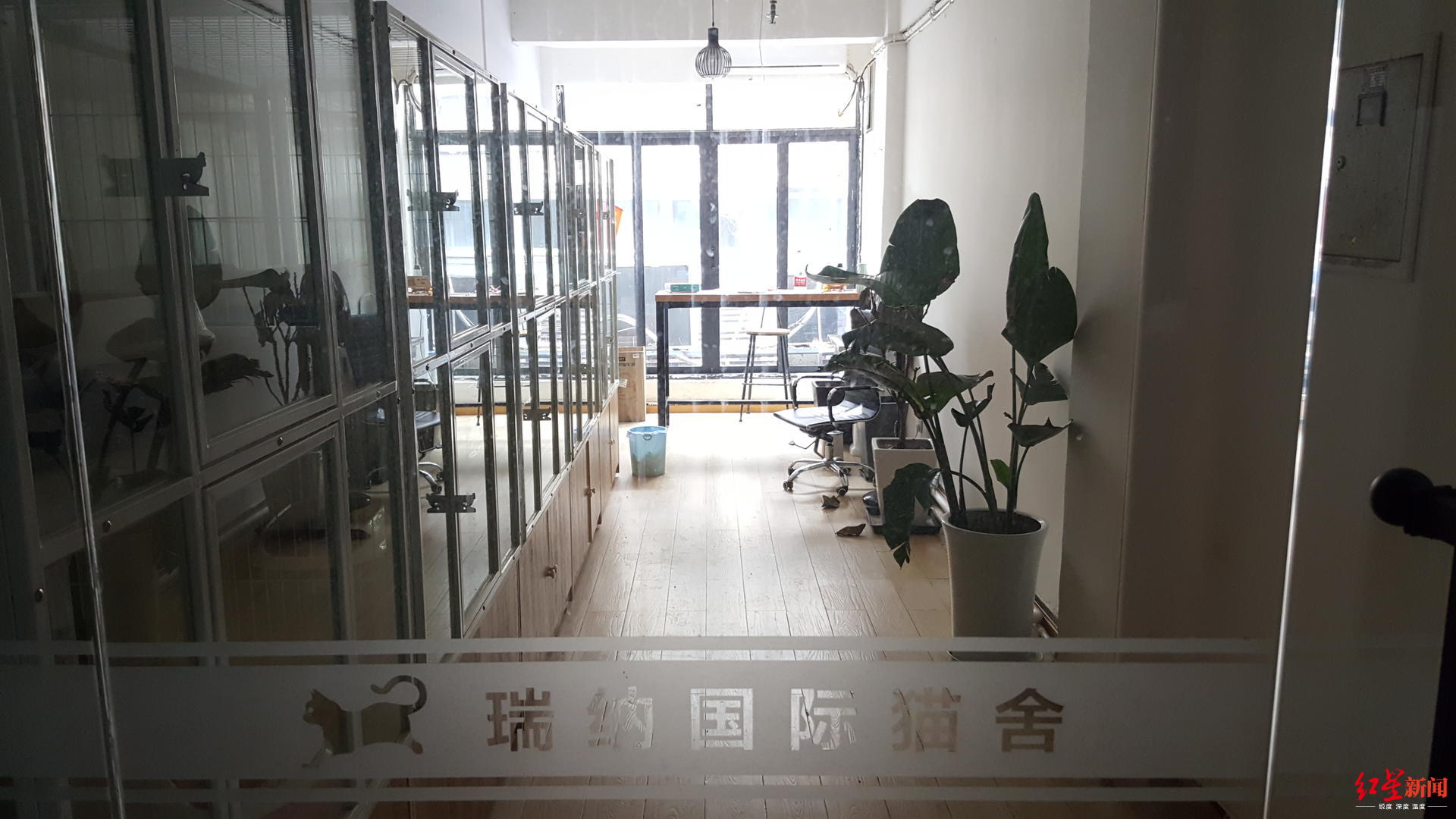 成都青石桥花鸟市场"归来":鱼龟花易购,猫狗鸟难寻