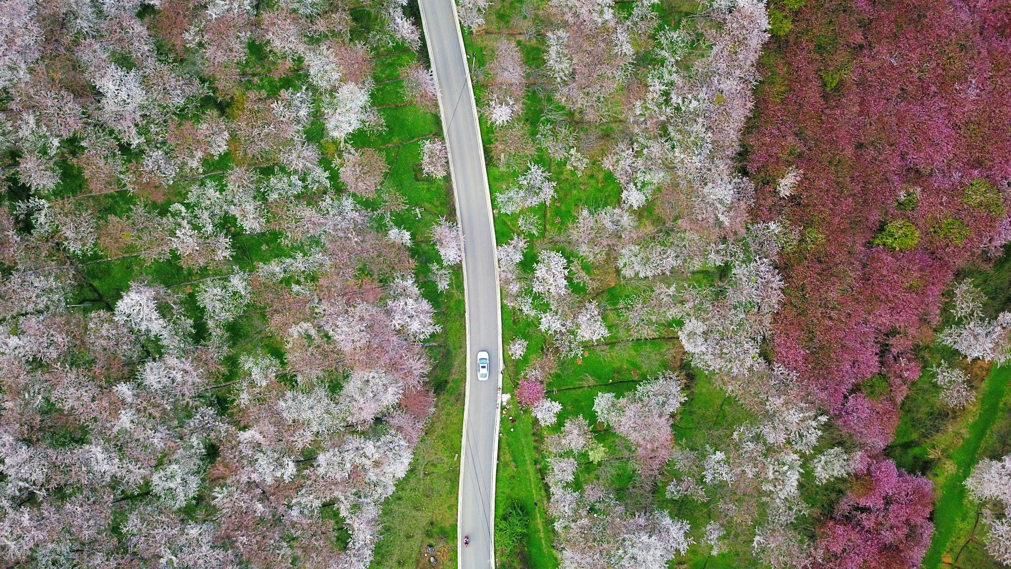 贵州:一路繁花相伴|贵州_新浪新闻
