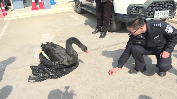 长江口来了一只黑天鹅 崇明民警悉心照料妥善处置