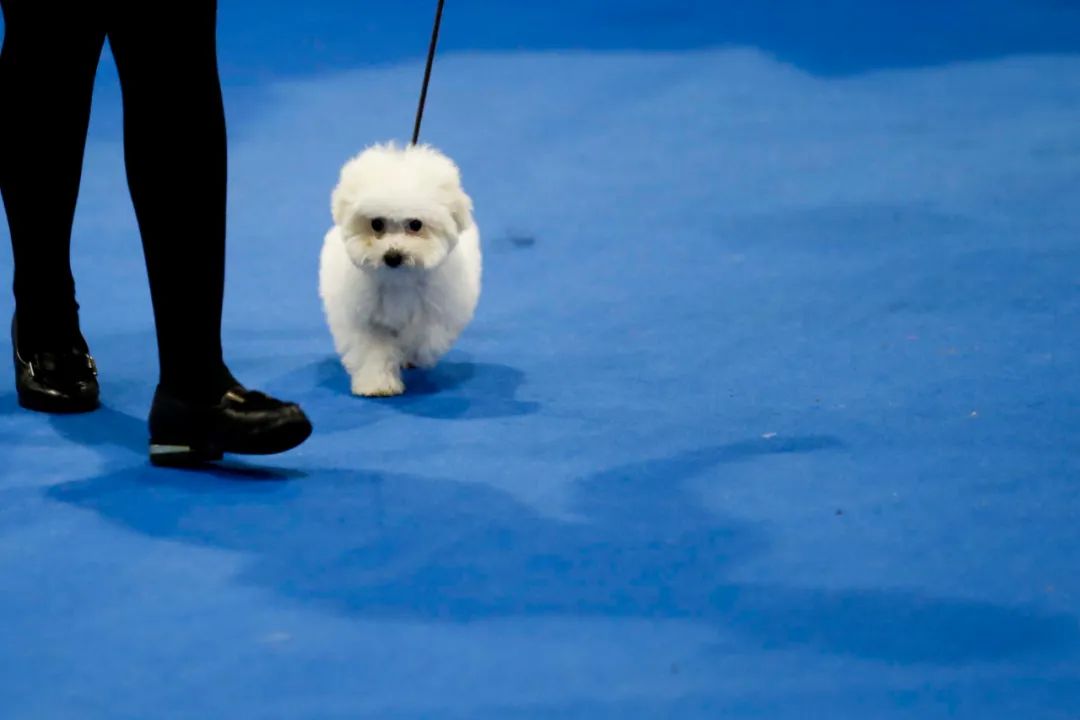 【新快315】女子花近千元购买贵宾犬 十多天后小狗死亡