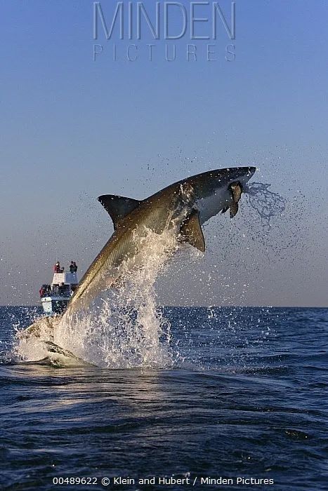 鲨鱼:啊,吓得我都把胃吐出来了!