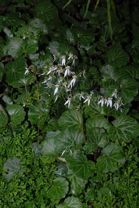 生于阴湿处,溪旁树荫下,山间小溪旁或岩石上.为虎耳草科植物虎耳草