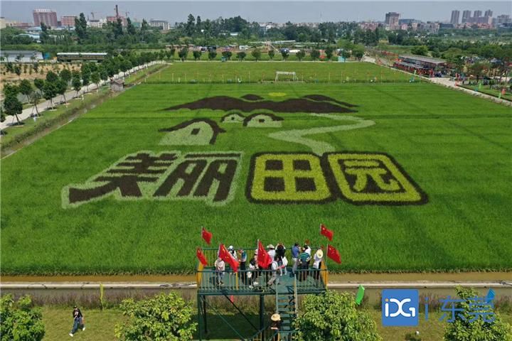 麻涌古梅农田即将春耕插秧,下半年策划创意艺术稻田