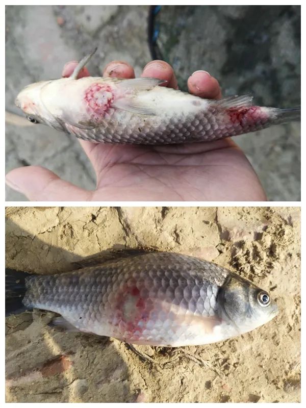 袁圣塘头疾呼:细节决定成败,鱼病会因为你的怠慢而爆发!