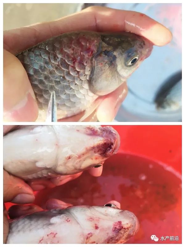 袁圣塘头疾呼:细节决定成败,鱼病会因为你的怠慢而爆发!