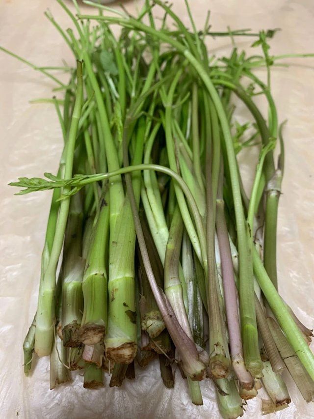 春分吃春菜:洞庭湖畔吃了千年的水芹菜