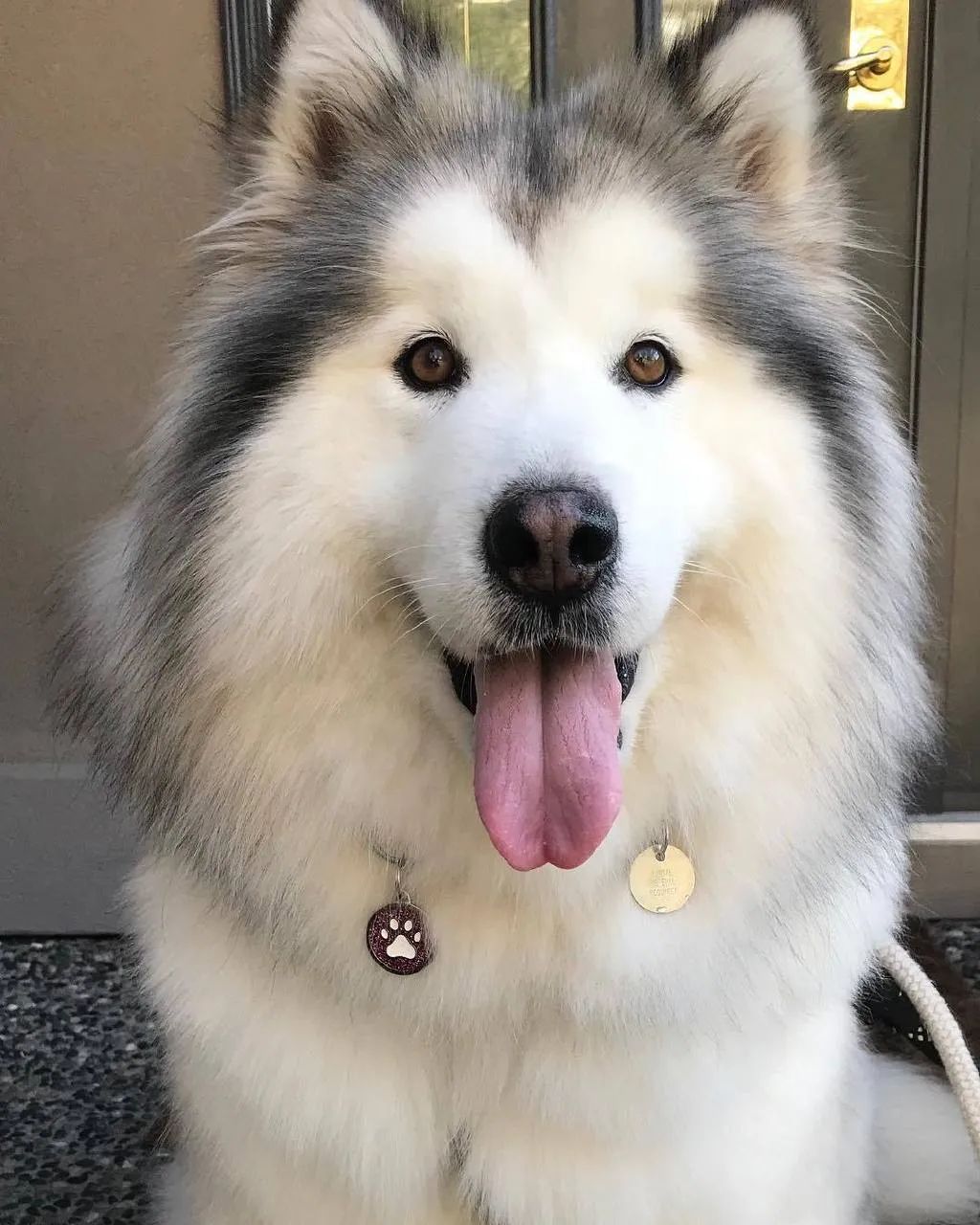 听说阿拉斯加有狗中花美男之称,可养了之后才发现.