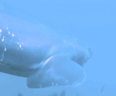 鲨鱼啊吓得我都把胃吐出来了