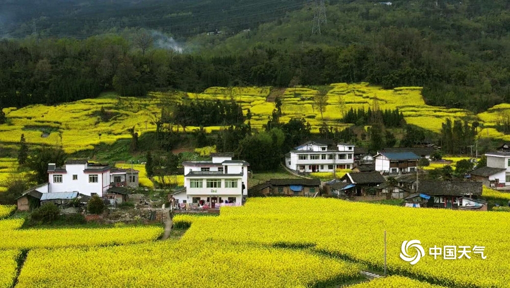 四川芦山春暖大地 油菜花开春意浓
