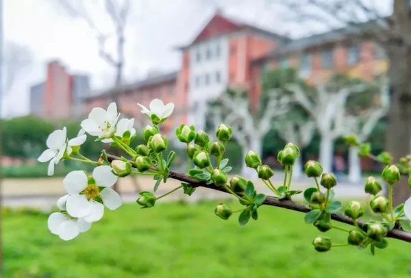 大学校园春景图片