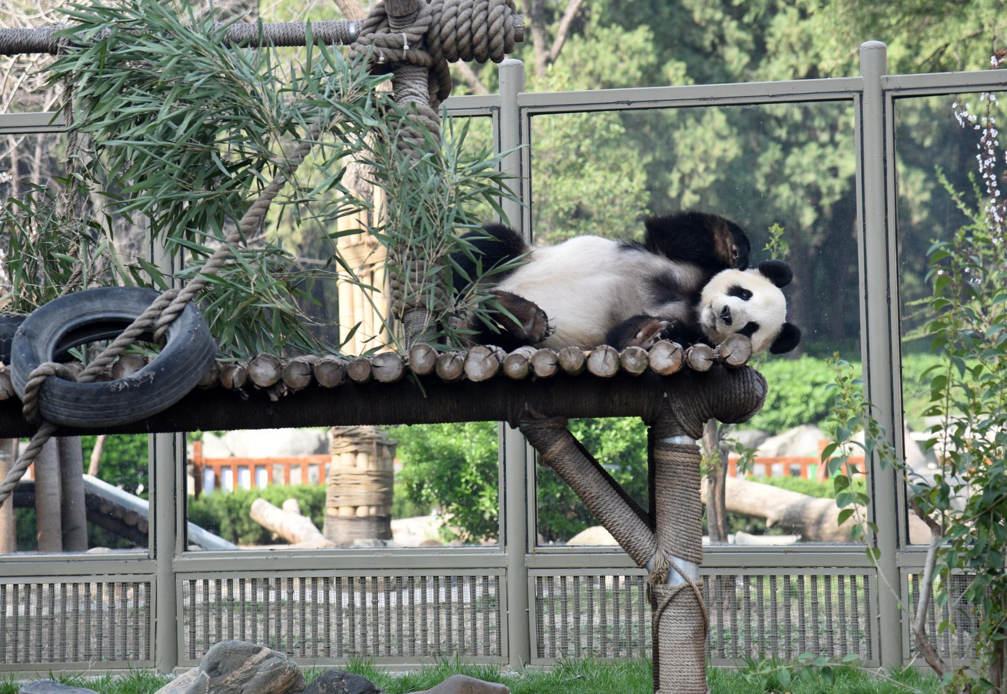 济南动物园恢复开园
