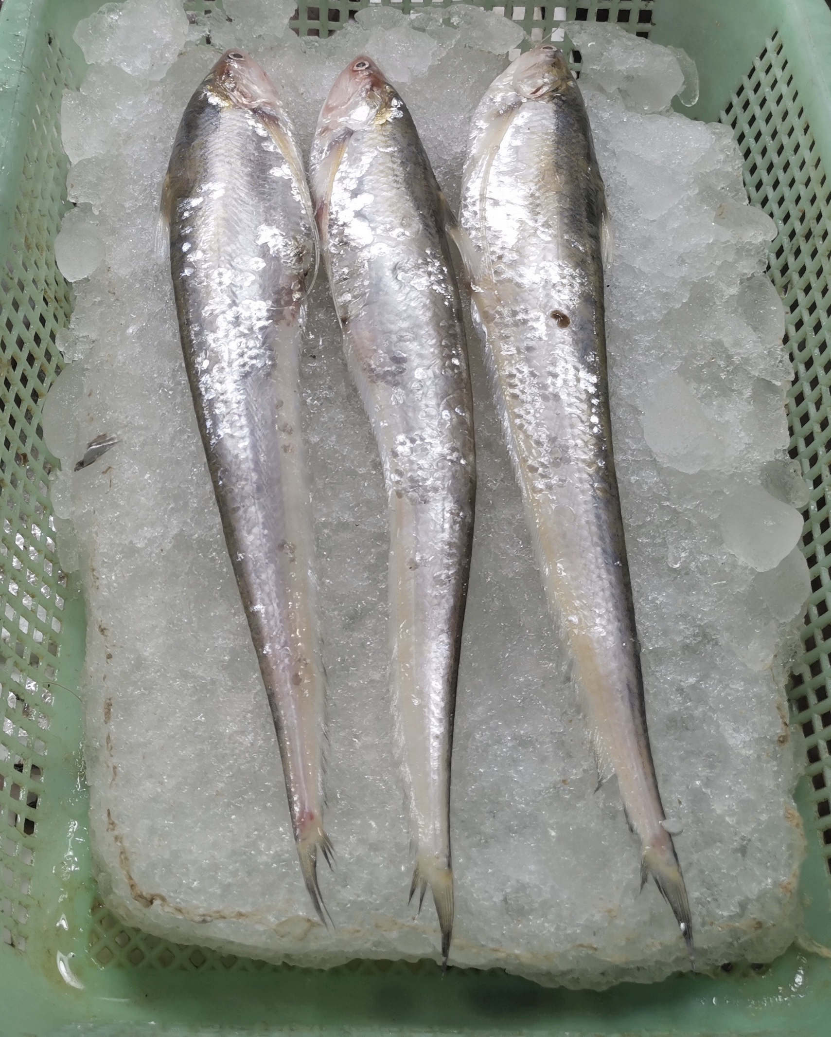 可现在刀鱼并不难找啊,前几天去菜场,我就见到了,三条狭细银闪闪的