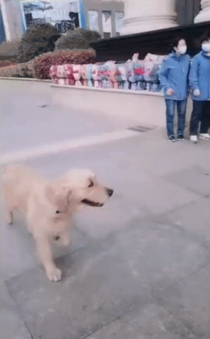 当湖北的一只流浪大金毛,被山东医疗队喂养了50多天后:带我走,我是