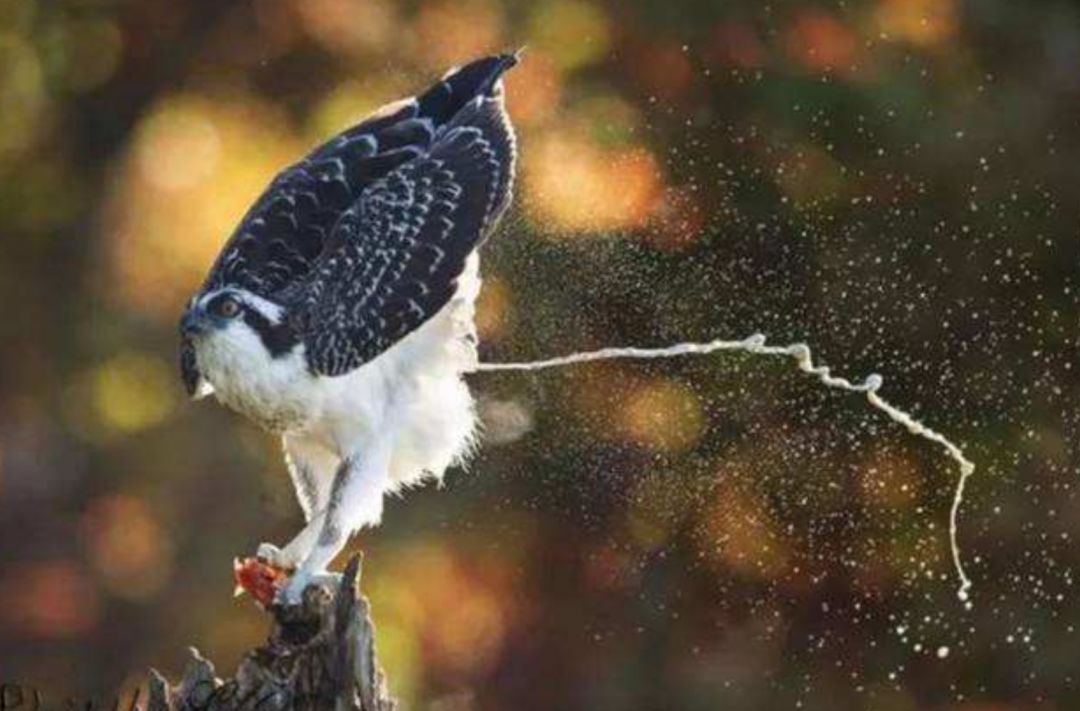 其实除了鸟儿,我们之前科普过的一种动物,也不会放屁,这种动物就是