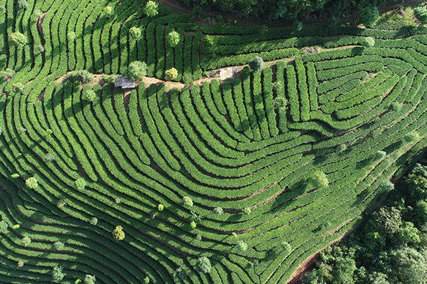 云南江城今年计划完成5000亩有机茶园认证