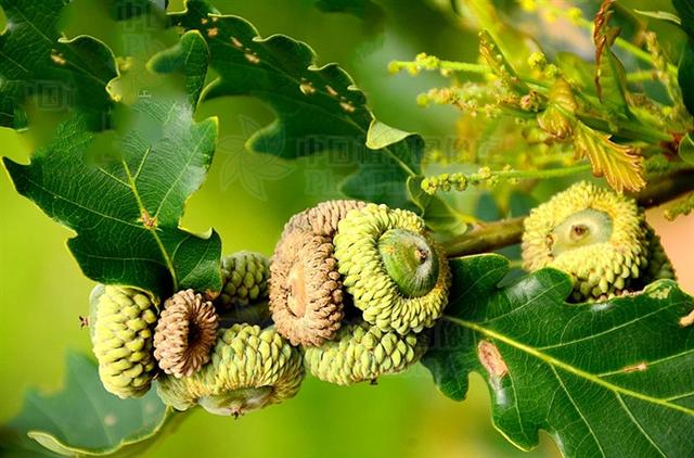 辽东栎,见过吗?能健脾止泻,收敛止血.