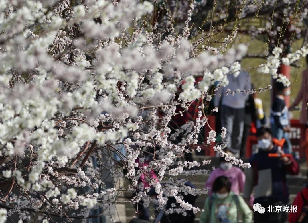 昨天，杭州景区堵成这样！北京市民排队赏春，成都的夜亮了，湖北也渐渐动了起来…休闲区蓝鸢梦想 - Www.slyday.coM