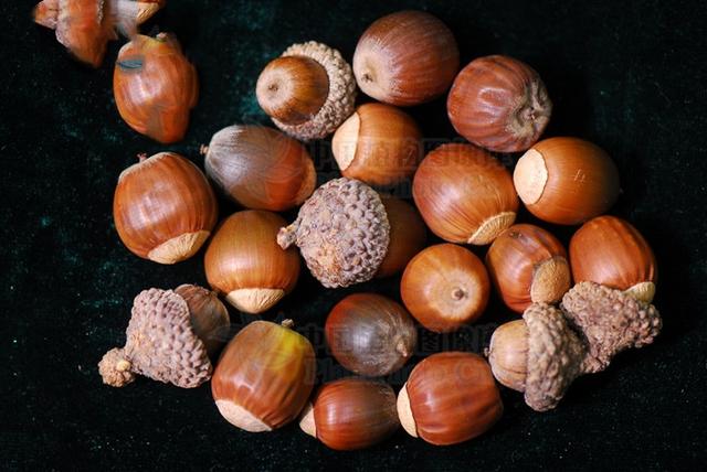 辽东栎,见过吗?能健脾止泻,收敛止血.