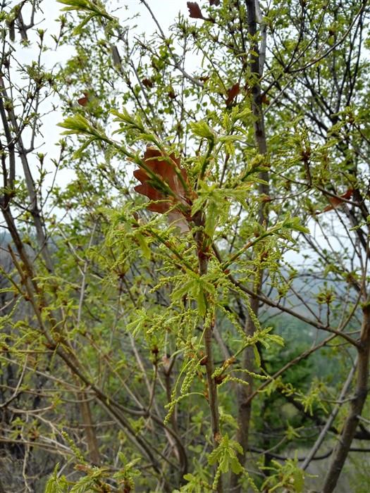 辽东栎,见过吗?能健脾止泻,收敛止血.