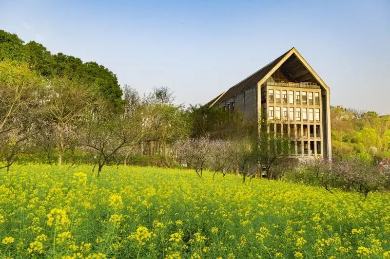 阳春三月云赏川美校园春色