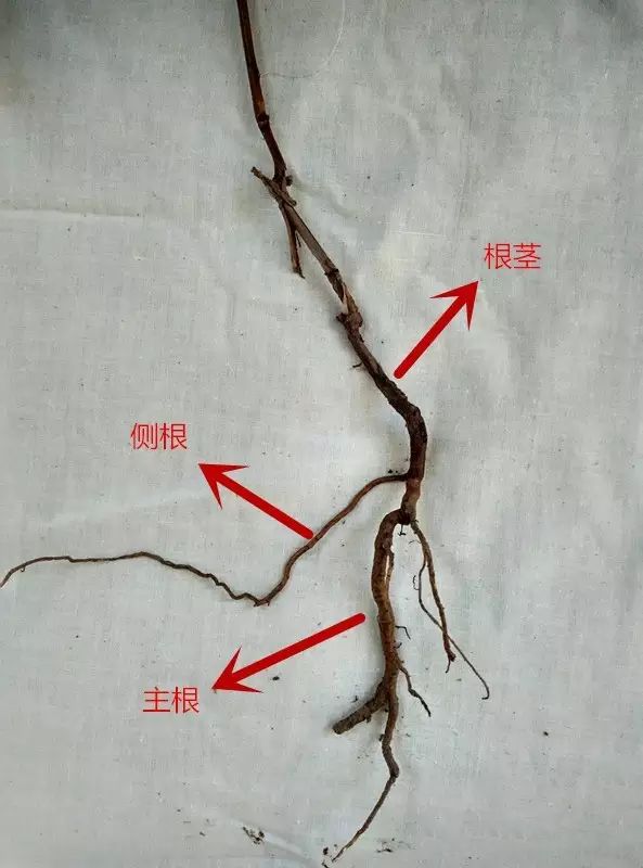 葡萄的根系特性葡萄植株根系的功能除固定植株外,主要是从土壤中吸收