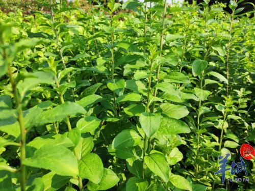 东莞一农户种植枸杞叶迎来首个采收期