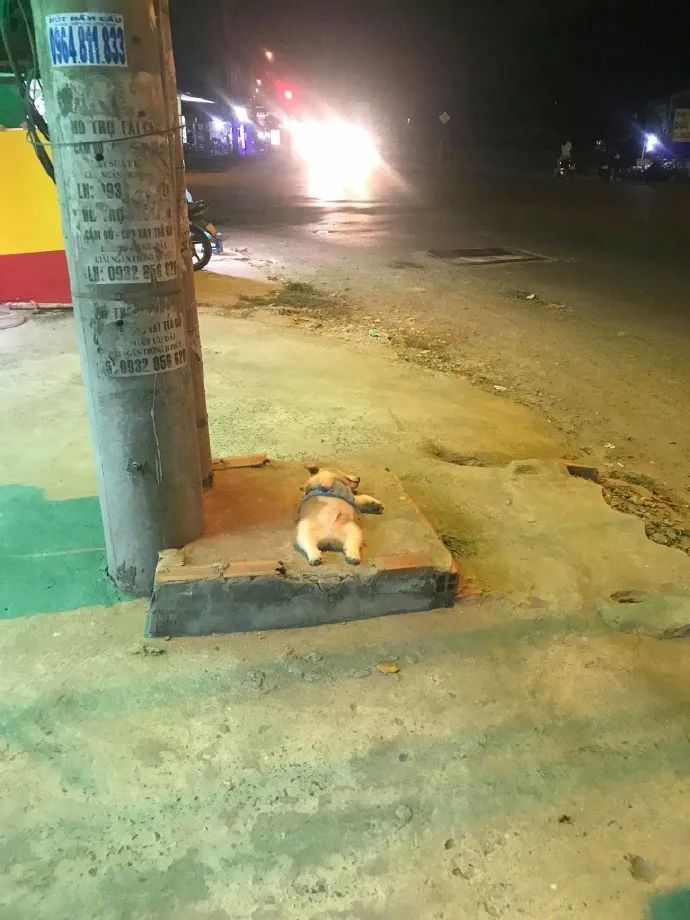 幸福狗生!汪子是怎么一路睡到大街上去了!