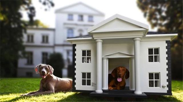 都有人给仓鼠建三层豪宅了?酒吧,电梯啥都有,还有鼠脸识别