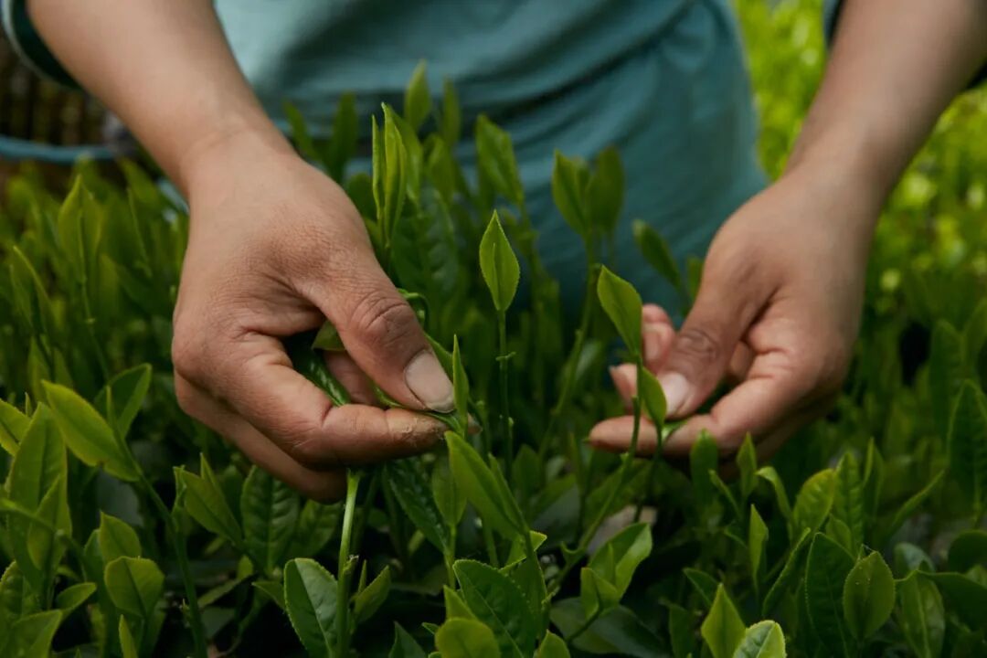 徽六基地的六安瓜片.