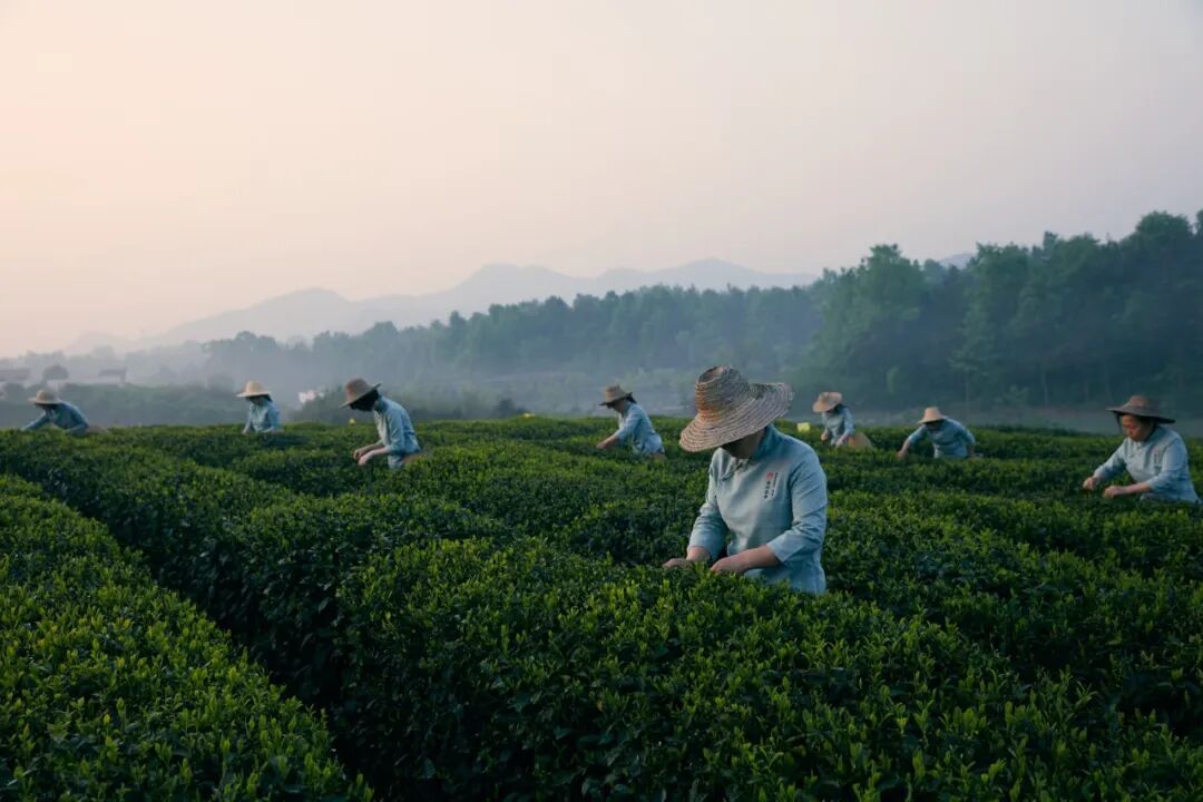 皖产春茶正式拉开采摘大幕.(资料图,六安瓜片茶园)