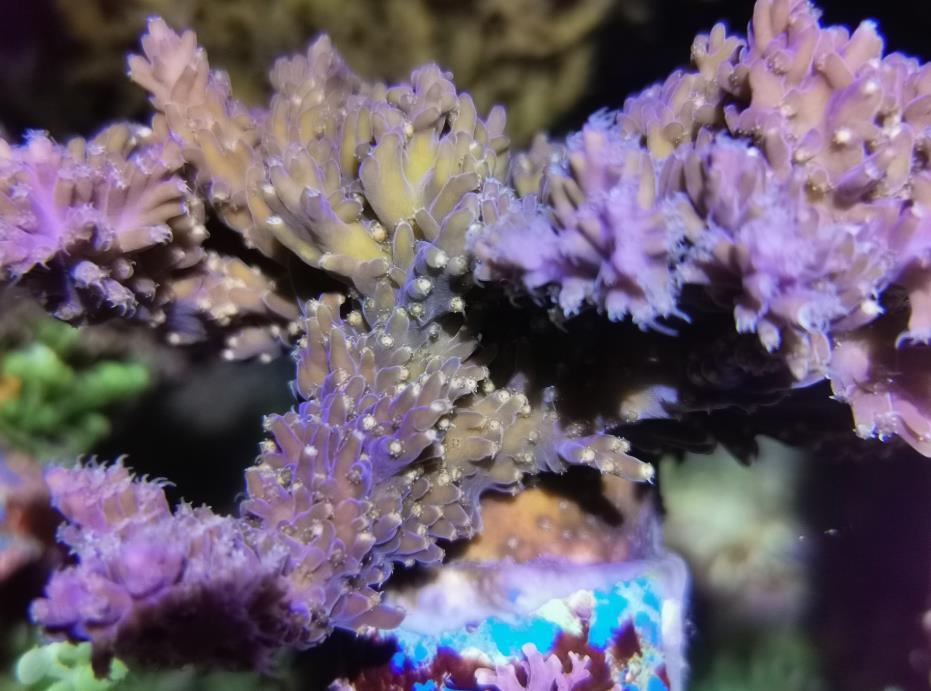 海南一养殖基地人工繁育珊瑚成功