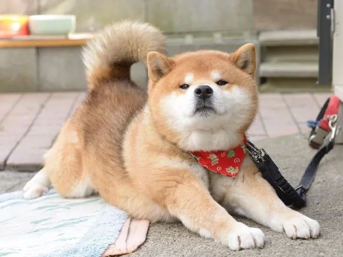 这是见过的最冷酷的狗子了好想rua柴宝