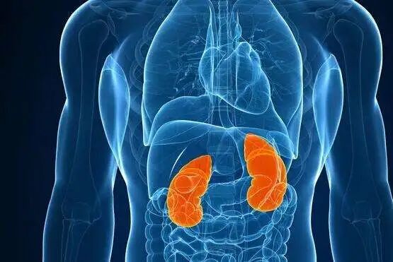 透析|肾脏|里舍_新浪新闻