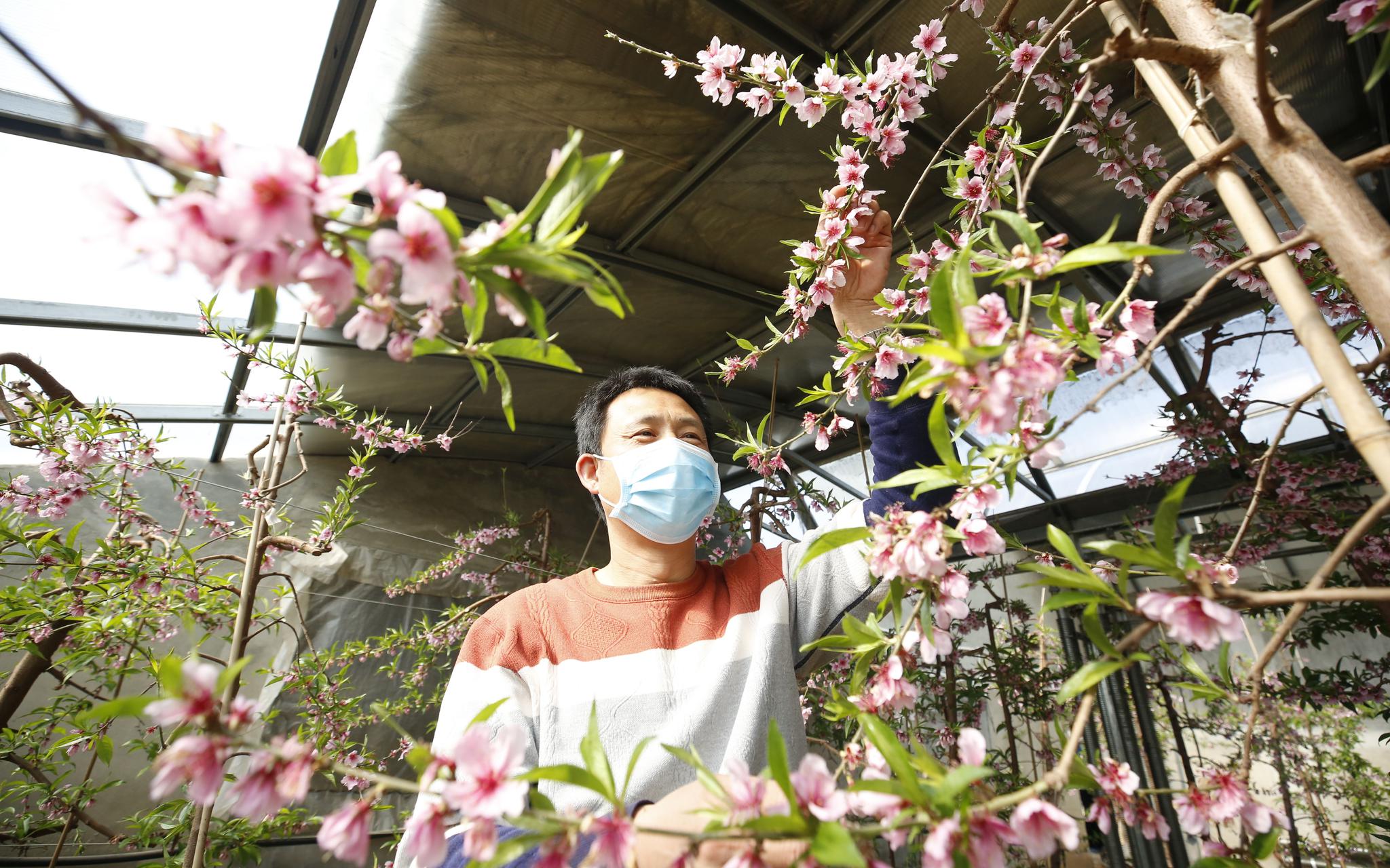 大华山镇丛海逸园温室大棚里，桃农正在疏花。马平川 摄