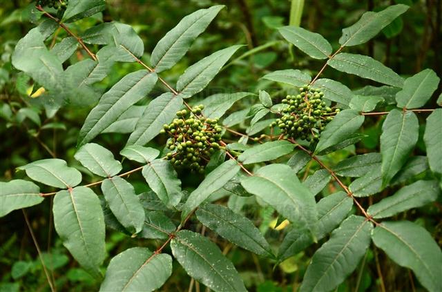 搜山虎,见过吗?祛风解表,消肿止痛.