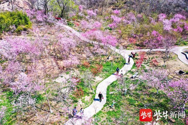 连云港海州桃花涧桃花盛开引客来