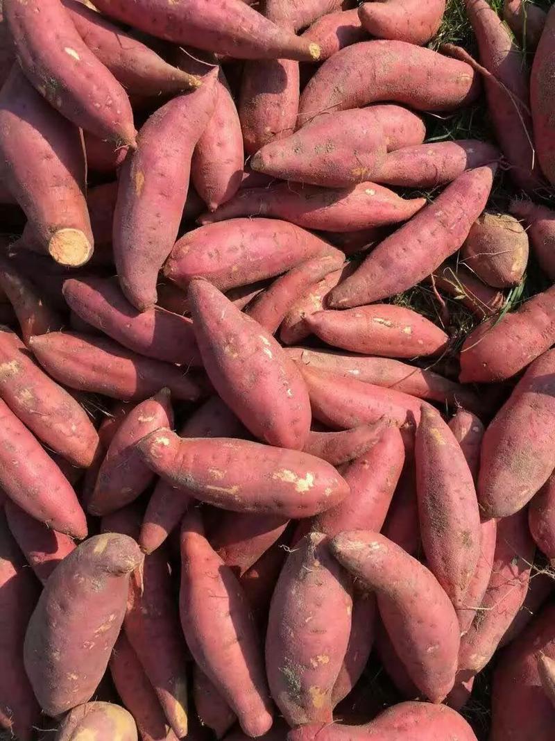 红薯界no1好吃的六鳌蜜薯这样吃怕是会成瘾